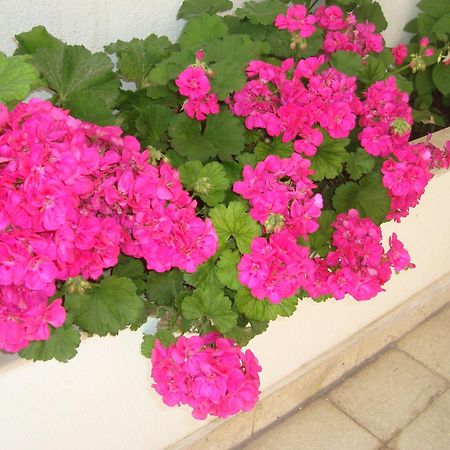 Guesthouse Iva Đảo Hvar Ngoại thất bức ảnh