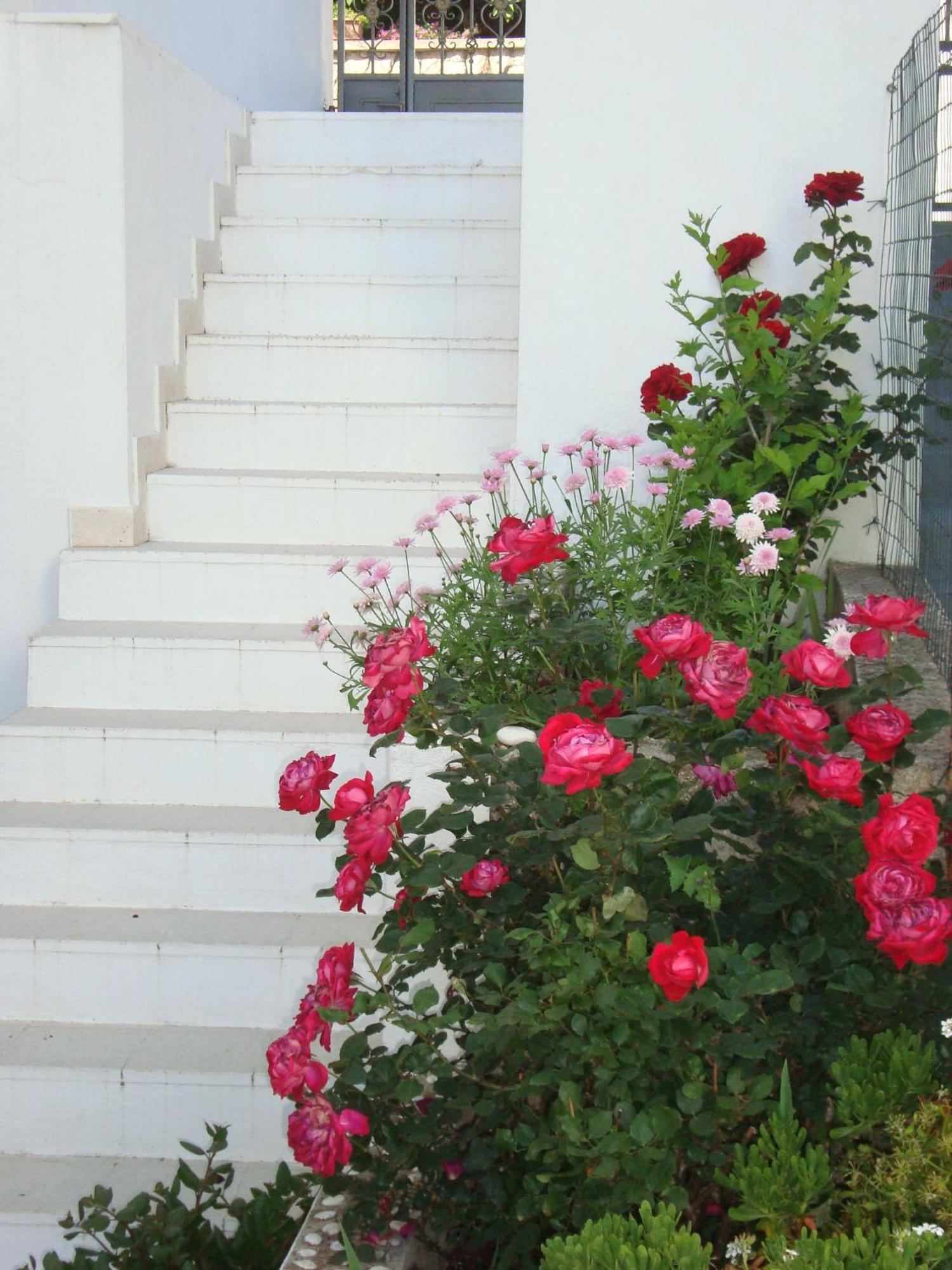 Guesthouse Iva Đảo Hvar Ngoại thất bức ảnh